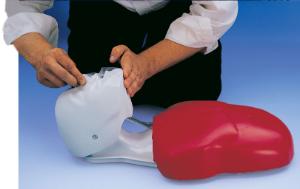 Basic Buddy® Budget CPR Torsos