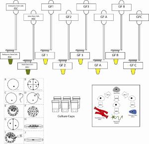 Science Take-Out® Stem Cells