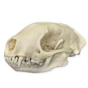 Natural Bone Striped Skunk Skull