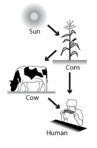 Science Take Out Modeling Photosynthesis And Cellular Respiration Ward S Science