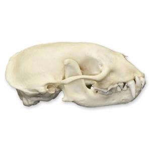 Natural Bone Striped Skunk Skull