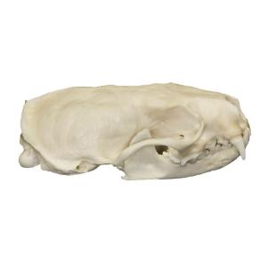 Natural Bone American Mink Skull