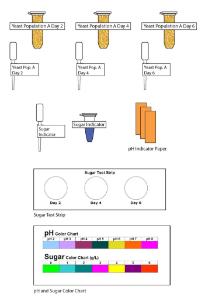 Science Take-Out® Yeast Populations