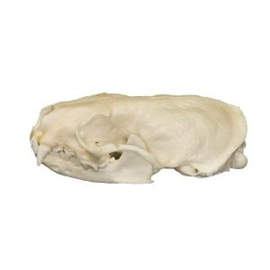 Natural Bone American Mink Skull
