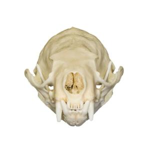 Natural Bone American Mink Skull