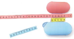 Model kit dna replication