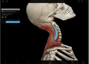 Active Animations Showing Muscle Interactions