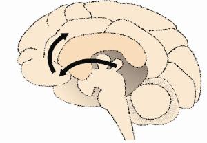 Science Take-Out® Brain Reward Pathway And Addiction