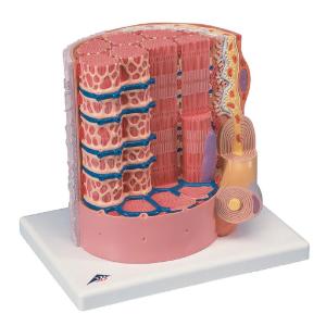 Model Muscle Fiber