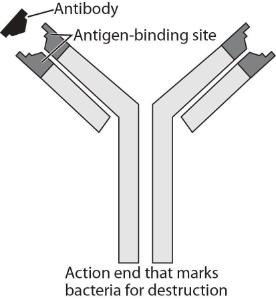 Science Take-Out® Pathogens, Antibodies, And Vaccines
