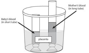 Science Take-Out® Life Support For A Developing Baby