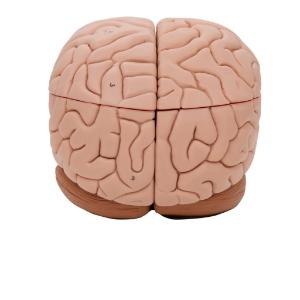 Model Brain, 8 Parts