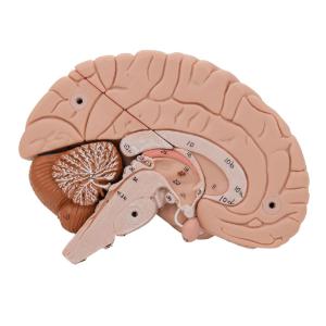 Model Brain, 8 Parts