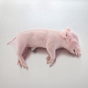 Pure Preserved™ Fetal Pig