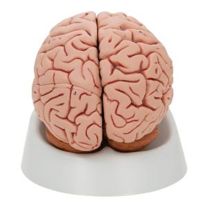 Model Classic Brain, 5 Parts