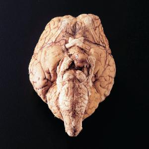 Freeze-Dried Sheep Brain