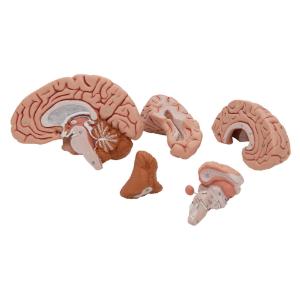 Model Classic Brain, 5 Parts