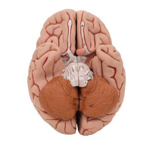 Model Classic Brain, 5 Parts