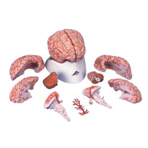 Model Vascular Brain Anatomy
