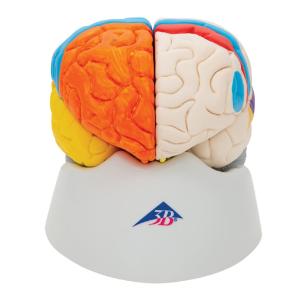 Model Neuro-Anatomical Brain, 8-Parts