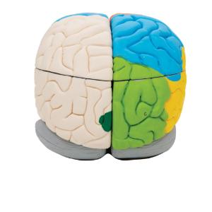 Model Neuro-Anatomical Brain, 8-Parts