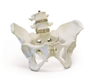Walter® Female Pelvis