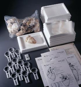 Ward's® Sheep Heart Dissection Lab