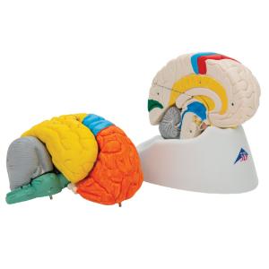 Model Neuro-Anatomical Brain, 8-Parts