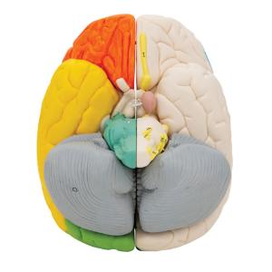 Model Neuro-Anatomical Brain, 8-Parts