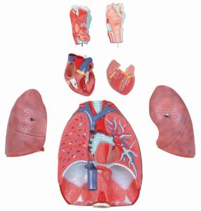 Walter® 7 Part Respiratory System