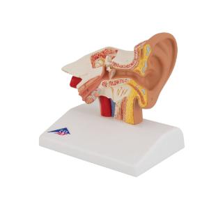 Model Desktop Ear