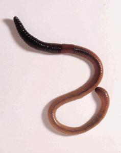 Earthworms Pack of 50 (Lumbricus)