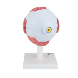 Model Giant Eye 5× Life