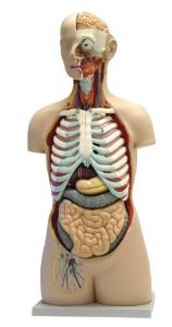 Walter® 17 Part Open Back Torso