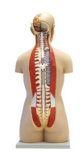 Walter® 17 Part Open Back Torso