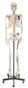 Walter® Rod Mount Painted Skeleton