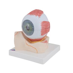 Model Giant Eye