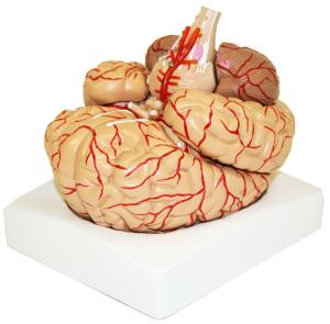 Walter® 9 Part Brain Arteries