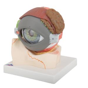 Model Giant Eye with Eyelid 5× Size