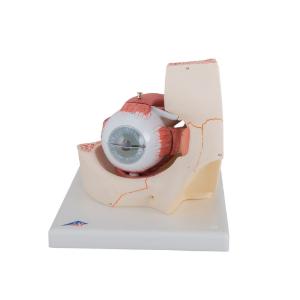 Model Introductory Eye In Orbit