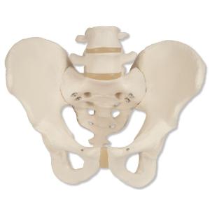 3B Scientific® Pelvic Skeleton Models