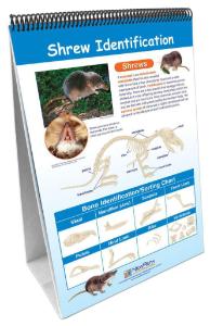 Owls and owl pellets flip chart and multi media lesson