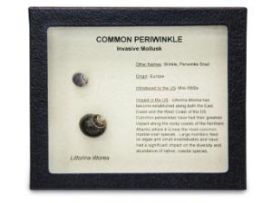 Invasive Species Survey Set, Common Periwinkle