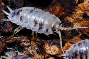 Dairy cow isopod