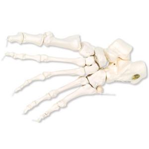 3B Scientific®  Foot Skeleton