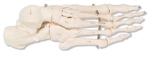3B Scientific®  Foot Skeleton