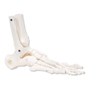 3B Scientific®  Flex Foot Skeleton