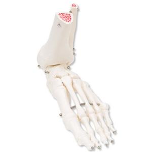 3B Scientific®  Foot and Ankle Skeleton