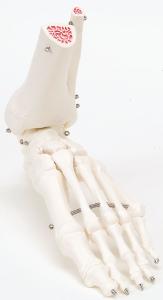 3B Scientific®  Foot and Ankle Skeleton