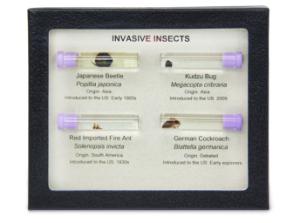 Invasive Species Survey Set, Insects
